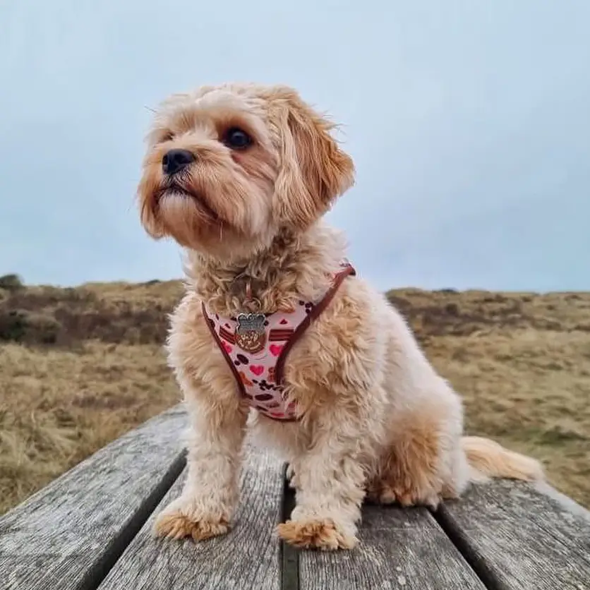 Collarfull Tiny Trails Step-in Hundesele – billede 3