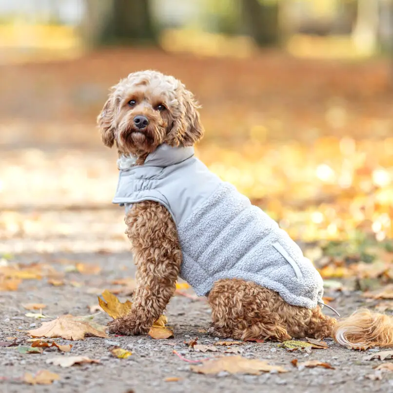 Trixie Ajou Hundejakke - Grå – billede 2