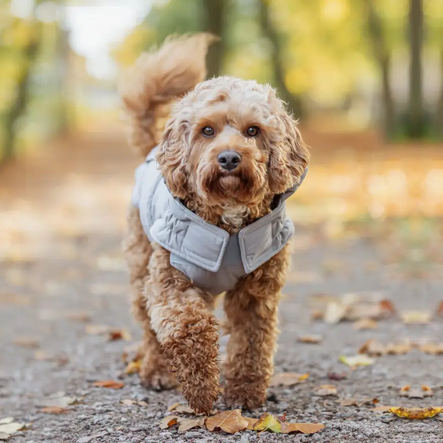 Trixie Ajou Hundejakke - Grå – billede 6