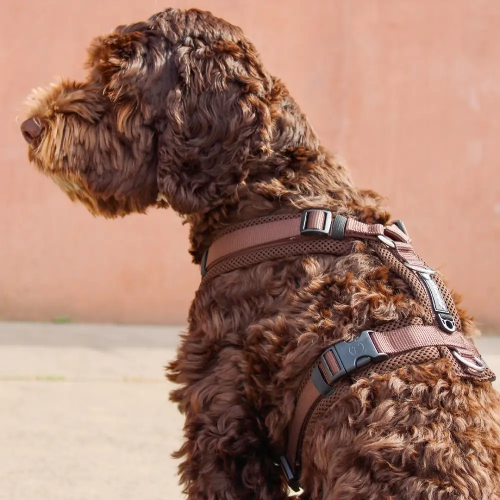 Petlando Mesh Y-Comfort Hundesele – billede 4