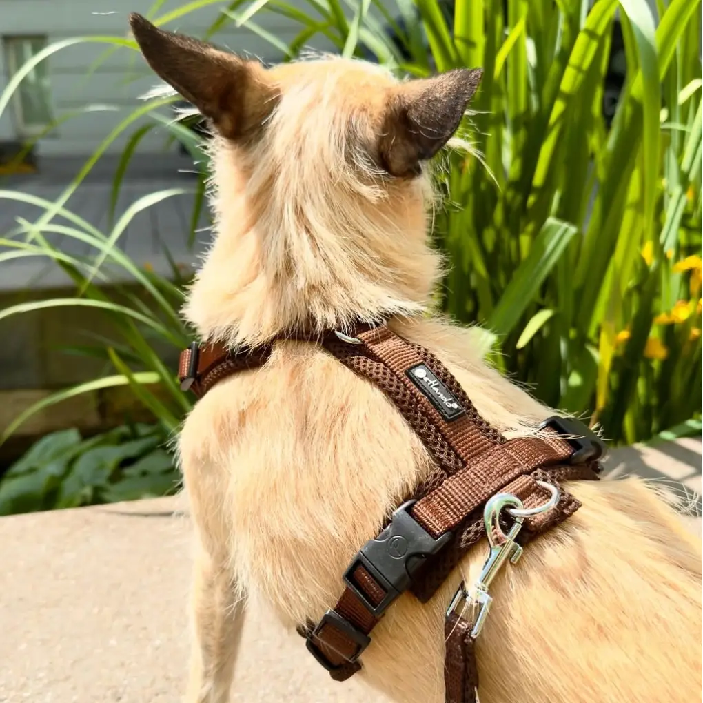 Petlando Mesh Y-Comfort Hundesele – billede 7
